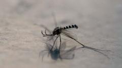 Philippine town offers reward for people capturing mosquitoes as dengue rises