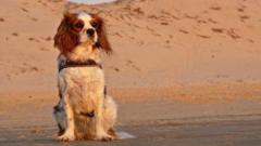 Public to have say on where dogs can roam in Dorset