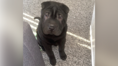 Man who killed his dog with kitchen knife jailed