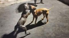 The online blunder that led a BBC team to unmask Europe-wide dog fighting network