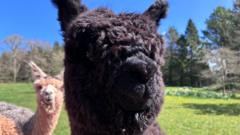 Huge search mission amid fears alpaca has been stolen