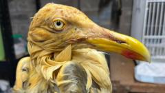 Alarm after herring gulls found covered in oil