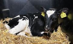 Wiltshire in pics: cows, Crufts and challenges