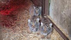 Animal park welcomes four Sumatran tiger cubs