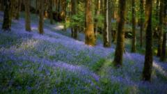 Bluebells and indigo auroras: Your spring photos