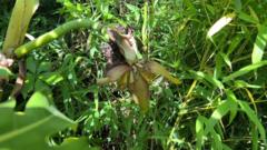 Wakefield Gardener Grows Flowering Banana Plant