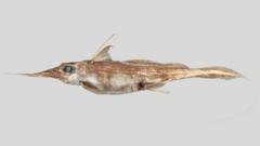 New 'ghost shark' discovered in New Zealand waters