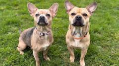 Law change could mean fewer pets in care - charity