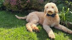 Dog found in cramped room with 250 others thriving in new home