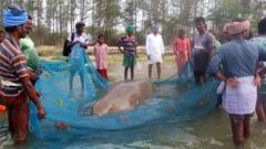 கடலோர மீனவர் வலைகளில் சிக்கும் திமிங்கிலம் போன்ற ஆழ்கடல் உயிரிகள்