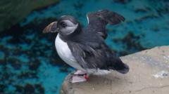 Rescued young puffin 'fitting in well' at new home