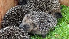 Five baby hedgehogs found under garden decking