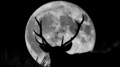 Male deer with antlers in front of the Moon