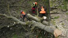 Two charged over Sycamore Gap tree felling