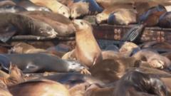A record number of sea lions gather in San Francisco