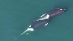 How Do Killer Whales Use Kelp for Massage?