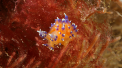 'Unmissable' sea slug could be new species
