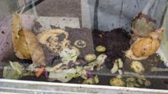 Two abandoned giant snails 'lucky' to survive