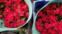 Toiling on a Kenyan flower farm to send fresh roses to Europe