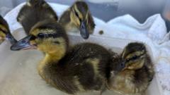 Rescued sewage work eggs hatch into five ducklings