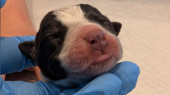 Hours-old puppies abandoned in park
