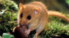 Dormice footprint hunters begin second search
