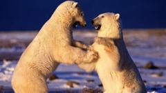 He lives on through his work - 16 incredible photos from late Planet Earth cameraman