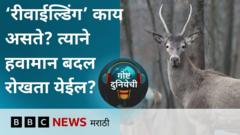 गोष्ट दुनियेची : ‘रीवाईल्डिंग’ करून हवामान बदल रोखता येईल?