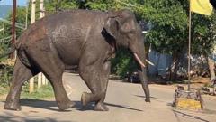 யானை வாழ்விடம் காடு 