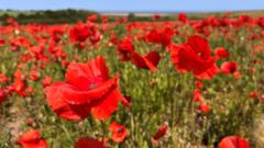 'Respect the flowers' urges poppy field owner