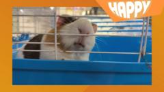Happy News: Stories to make you smile