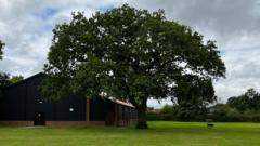 Oak trees spared the axe after two-year battle