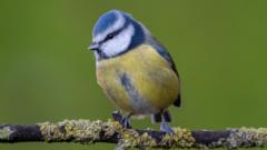 Surrey blue tits are winning while the rest of the UK struggles