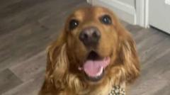 Support dog moved from prison 'due to callous threat'