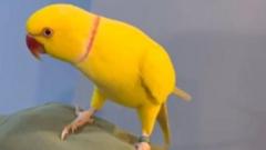 Talking parrot helps bring down drugs gang
