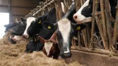 Are Farmers Right to Call Livestock Virus Restrictions Futile?