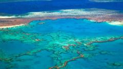 An overhead view of coral on the Great Barrier Reef