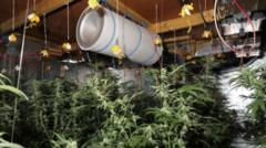 The secret £3.5m cannabis farm that stood out like a 'beacon' in sleepy village