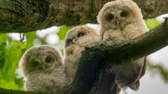 Photographers share extraordinary wildlife snaps