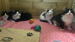 Four malnourished kittens saved from landfill site