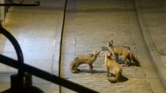 CCTV captures foxes frolicking in Lincoln