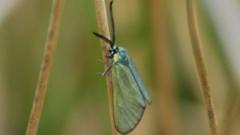 Rare moth spotted for first time in 50 years