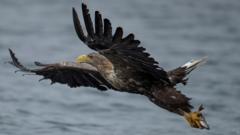 White-tailed eagles to be released in Exmoor despite farmer warnings 