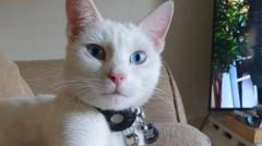 Deaf cat who hitched a ride in a van is found