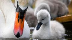 Appeal after reports of animal cruelty to cygnets