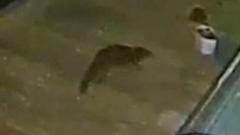 Rare otter sighting recorded in Canary Wharf