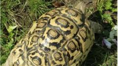 Missing 2st tortoise returns home