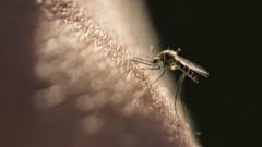 Malaria iterwa n'udukoko (parasites) tuva mu kurumwa n'imibu