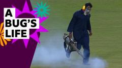 'Who you gonna call?' - 'Bugbuster' arrives as flies stop play