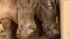 Excitement as southern white rhinos arrive at zoo